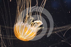 Illuminated jellyfish swimming in dark water