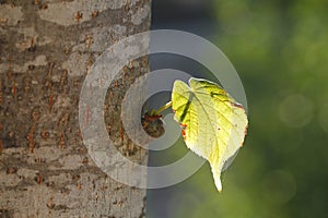 Illuminated leaf in a trunk