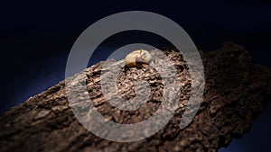 Illuminated maggot on a bark at night