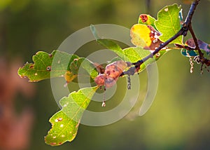 Illuminated oak leaves just starting to change fall color