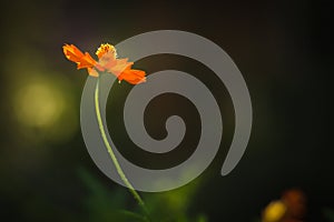 Illuminated orange flower