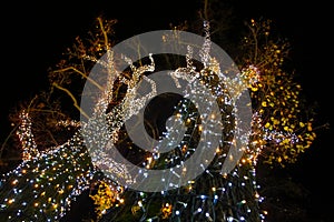 Illuminated ornated tree at night