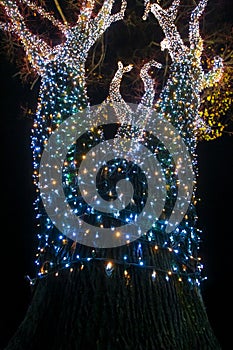 Illuminated ornated tree at night