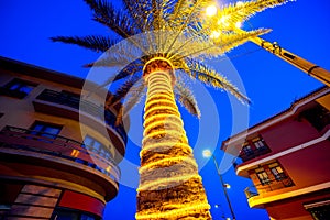 Illuminated palm tree