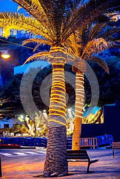 Illuminated palm tree