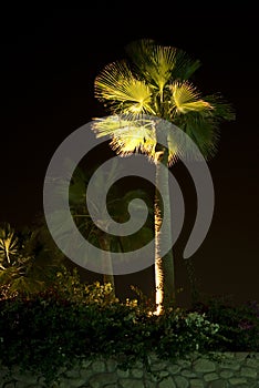 Illuminated palm tree photo