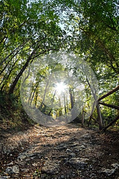 Illuminated path in the woods