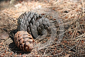 Illuminated pine cones