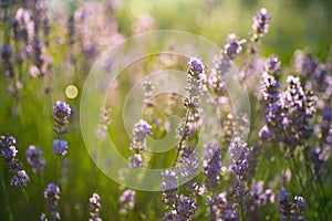 Illuminated purple lavender flowers in bloom with raindrops