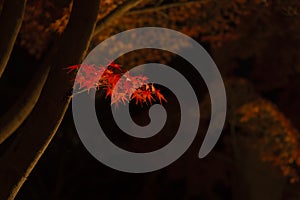 An illuminated red leaves at the traditional garden at night in autumn close up