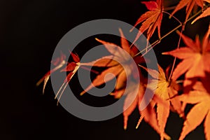 An illuminated red leaves at the traditional garden at night in autumn close up