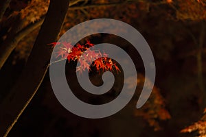 An illuminated red leaves at the traditional garden at night in autumn close up