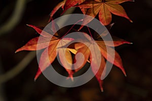 An illuminated red leaves at the traditional garden at night in autumn close up