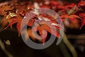 An illuminated red leaves at the traditional garden at night in autumn close up