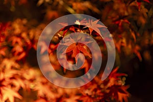 An illuminated red leaves at the traditional garden at night in autumn close up