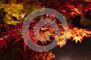 An illuminated red leaves at the traditional garden at night in autumn close up