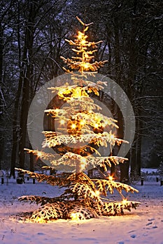 Illuminated snowy christmas tree