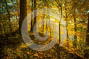 Illuminated Trail - Horizontal