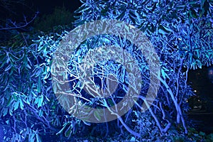 Illuminated tree at night. Trees illuminated with color lights - Blue