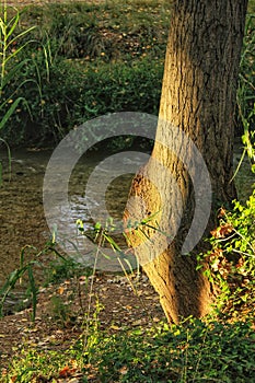 Illuminated tree trunk by the river