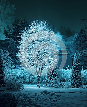 Illuminated tree in winter garden