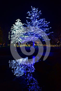 Illuminated trees in Nabana no Sata in Japan