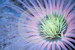 Illuminated tube sea anemone