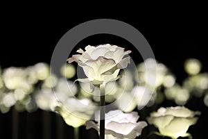 Illuminated white rose garden