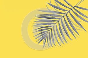 Illuminating yellow and ultimate gray - trendy colors of the year 2021. Vivid abstract background with grey palm leaf and copy