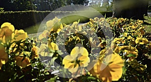 The illumination of the essence