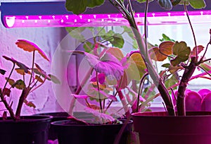 Illumination of indoor plants by led lamp