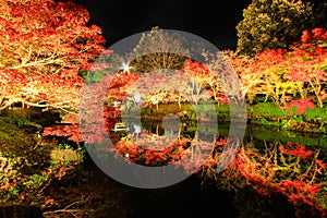 Illumination at Nabana no Sato,Mie,Japan,with attractive autumn leaves