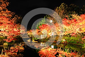 Illumination at Nabana no Sato,Mie,Japan,with attractive autumn leaves