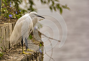 Illusion : Two Little egrets merged as one