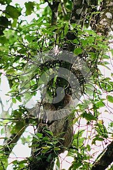 Baby Sloth, Costa Rica, Central America