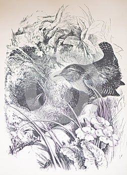 Illustraion of Eurasian wren Troglodytes troglodytes while feeding the partner in the nest