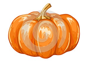 Illustrastion of autumn ripe pumpkin.