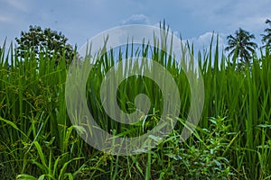 Illustrastion photograph of green rice field