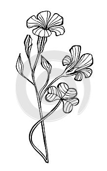 Illustrated cute flower