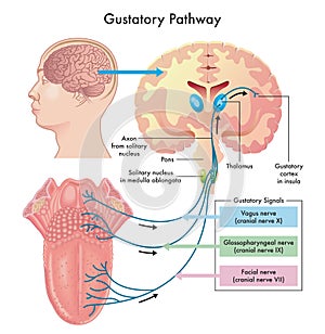 Illustrated Diagram Of Gustatory Pathway  photo