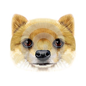 Illustrated face of Pomeranian Spitz Dog.