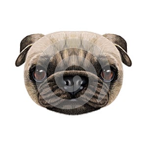 Illustrated face of Pug Dog.