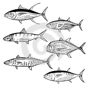 Illustrated Fish