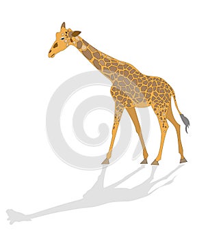 Illustrated giraffe