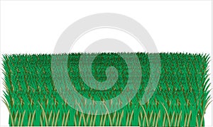 Illustrated grass on white background