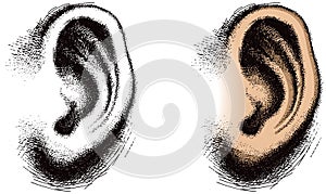 Illustrated Human Ear