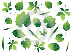 Illustrated leafs in many shapes