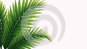 Illustrated palms with empty right half for textgraphics against a clean white backdrop