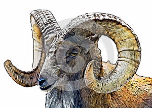 Illustrated portrait of a mountain goat ram on a white background