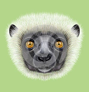 Illustrated Portrait of Sifaka Lemur